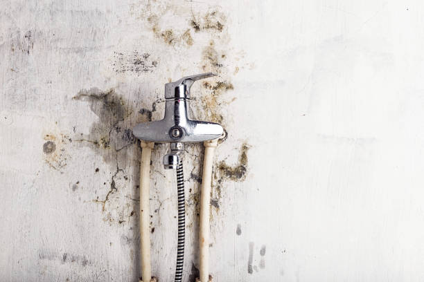 Office Mold Removal Services in George, IA