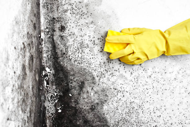 Best Mold Damage Repair  in George, IA