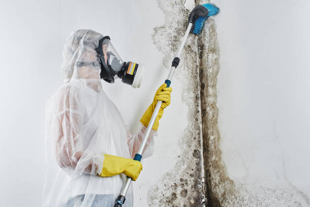Best Same-Day Mold Removal  in George, IA