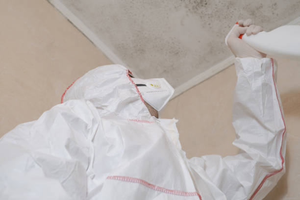 Best Office Mold Removal Services  in George, IA