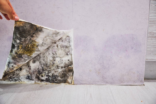 Best Fast Mold Removal  in George, IA